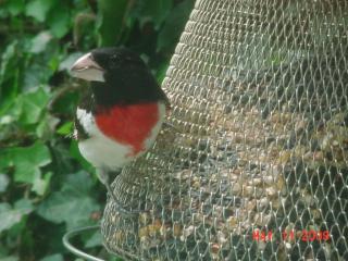 20693_rosecrested_grossbeak_2.jpg