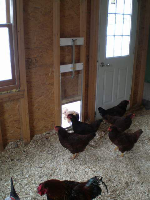 Automatic Chicken Coop Door - Auto Closes Coop - Beta Version 1.0 ...