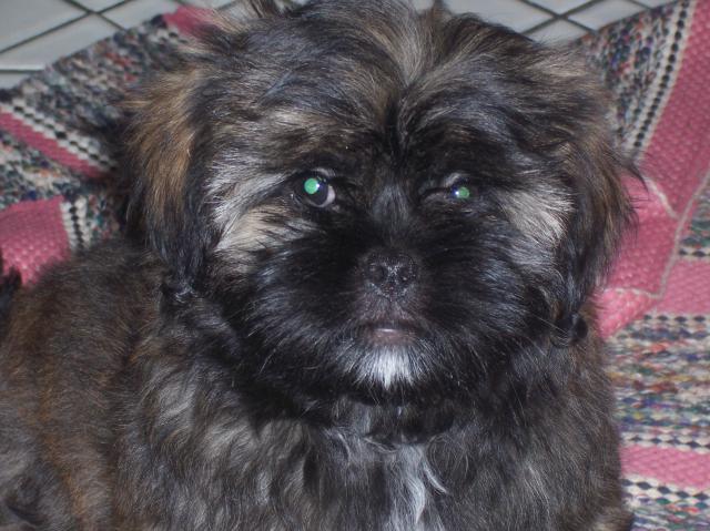 pekingese shih tzu mix puppies for sale pekingese shih tzu mix puppies for sale images pekingese shih tzu mix puppies for sale pekingese shih tzu mix puppies for sale images