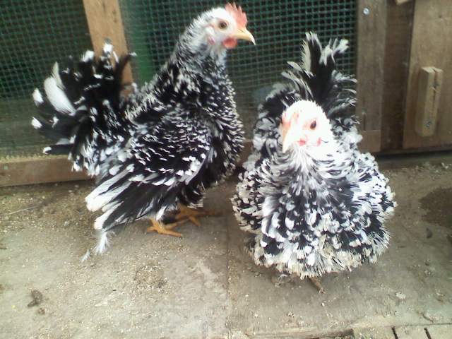 Bantam Hens