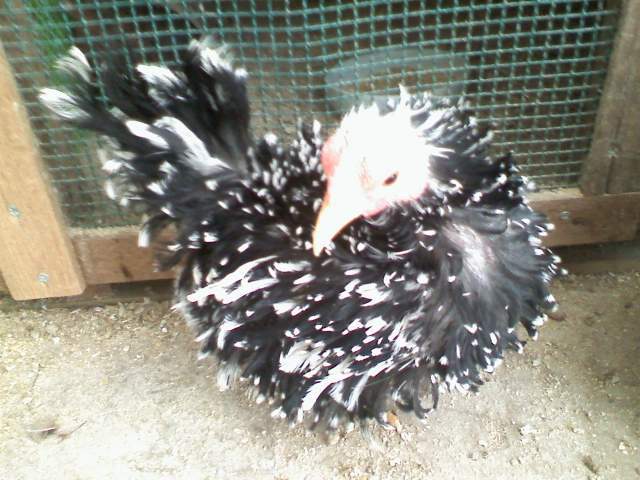 Bantam Hens