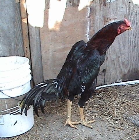 Ganoi+Gamefowl http://www.backyardchickens.com/forum/uploads/22190_dsc02536.jpg