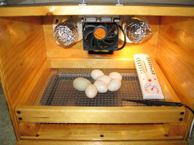  Through Incubation Of Chicken Eggs - BackYard Chickens Community
