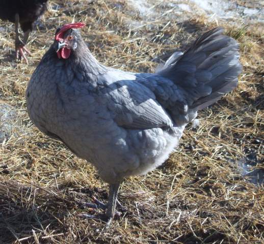 Andalusian Chickens