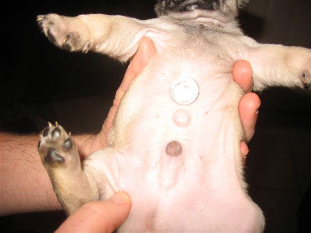 umbilical hernia puppy the gallery for gt umbilical hernia umbilical hernia puppy the gallery for gt umbilical hernia
