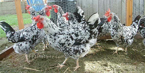 Exchequer Leghorn......laying