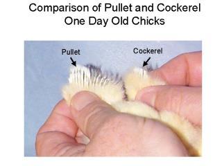 How to tell the sex of a chicken pics 34