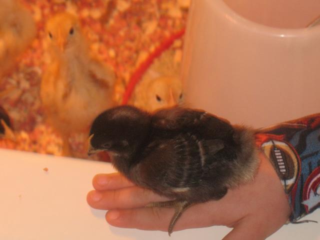 26741_chicks2009-03-29_1.jpg