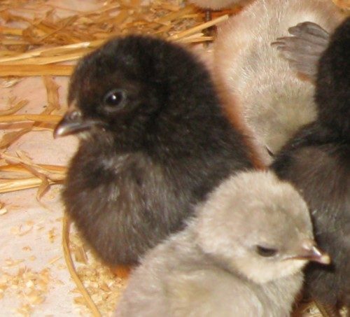 Bantam Ameraucana Chickens