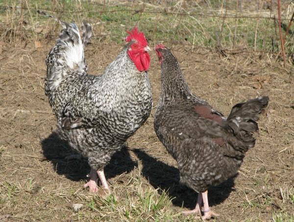 Adult Cuckoo Marans Adult Cuckoo Marans