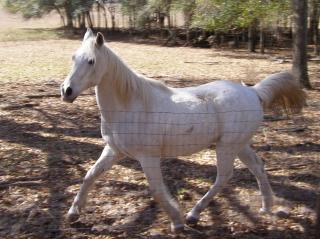 Our horses are Phoenix, a palomino AQHA gelding, Andy (Sea Spirit) a 