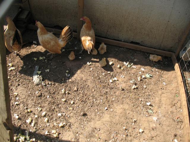 Bantam Hatching Eggs