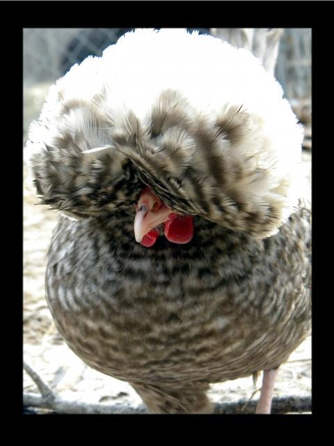 Cuckoo+hen
