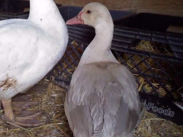 What Color Is This Muscovy Duck?
