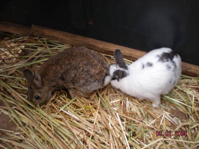 Dwarf Black And White Rabbit. The lack and white bunny is