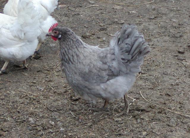 What breed is my grey hen?