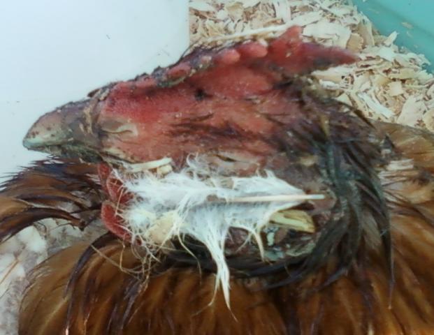 http://www.backyardchickens.com/forum/uploads/thumbs/32086_chick_2.jpg