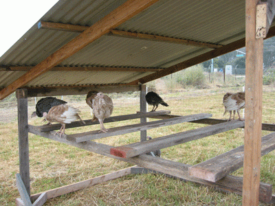 Turkey Coops Plans