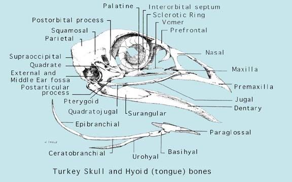 Diagram Chickens Backyard Poultry