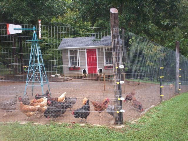 Gsim's Chicken Coop - BackYard Chickens Community