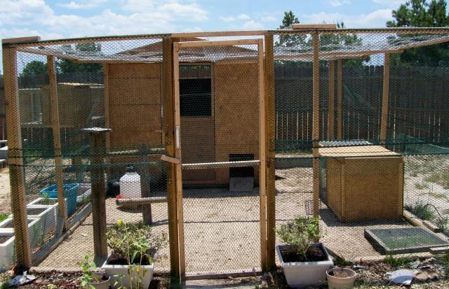 Inside Chicken Coops