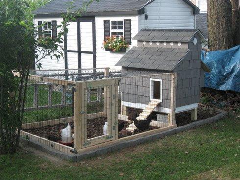 Backyard Chicken Coops