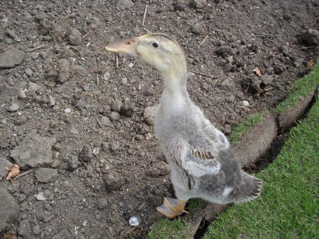 Silver Appleyard Indian Runner Duckling - 5.5 Week old ...