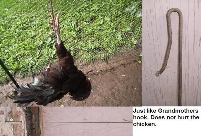 Poultry Farm Externship at the UIUC Poultry Farms: Lesson 1: Wingbanding  and Catching