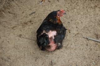 losing feathers losing feathers