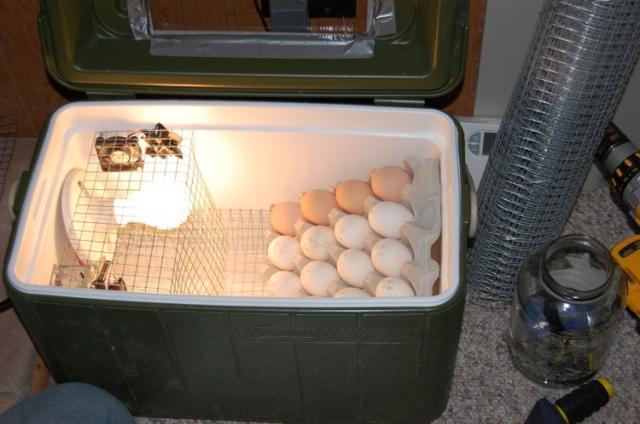 Homemade Egg Incubator Design