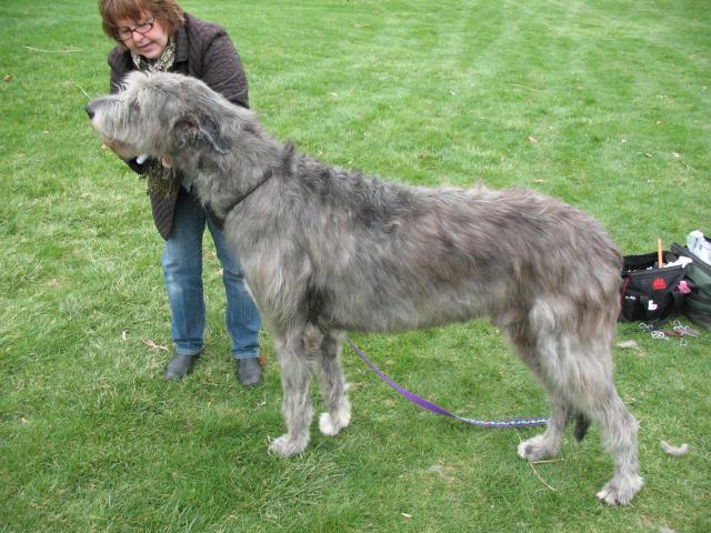 What is an Irish wolfhound and Great Dane mix?