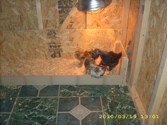 Indianapolis, Indiana.....Chicken Coop and Chickens