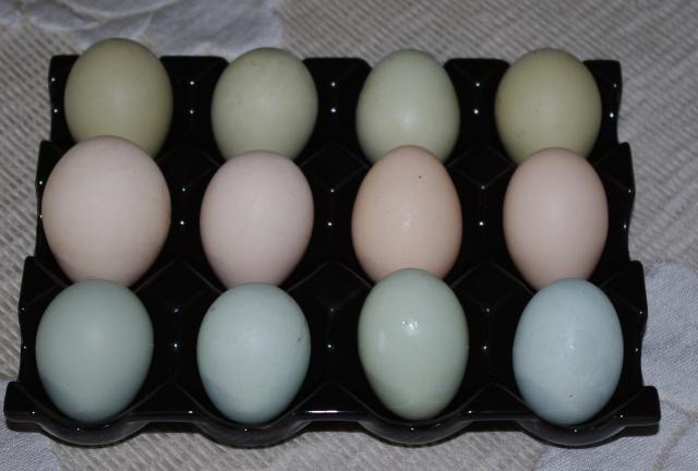 Chicken Egg Colors