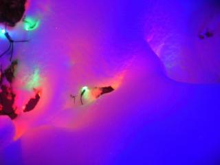 39800_dscn4400.jpg