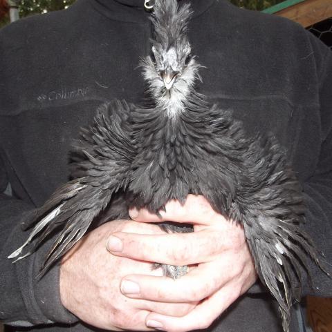 http://www.backyardchickens.com/forum/uploads/41346_portraits_012.jpg