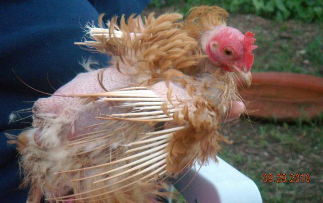 Chicken Molting Pictures