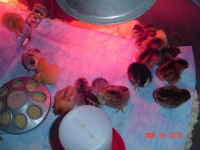 chicken breeds images. baby chick breeds apart?