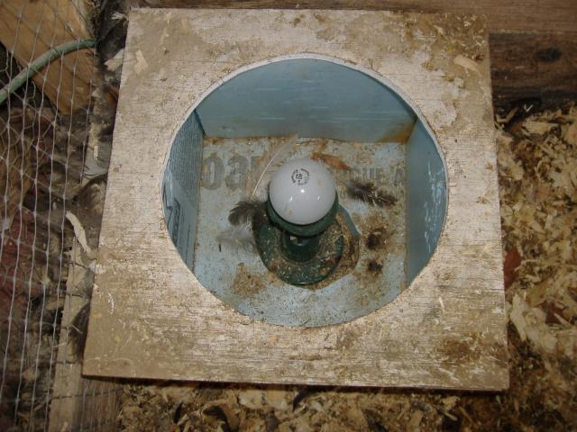 Heated waterer for chickens - Survivalist Forum