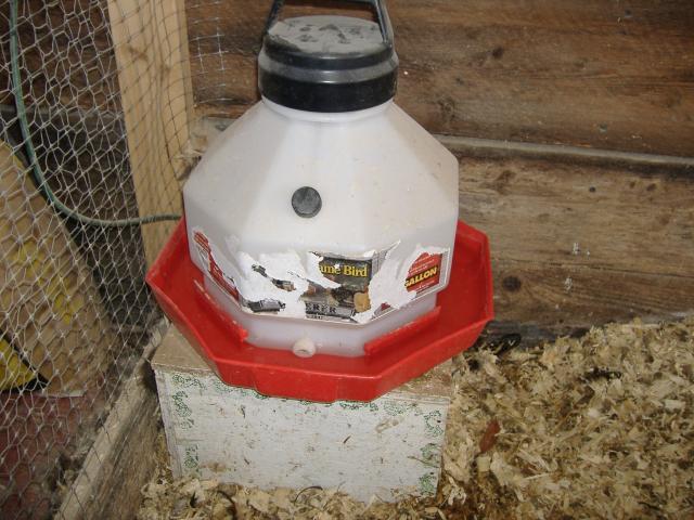 CHICKEN WATER HEATER - WATER HEATER