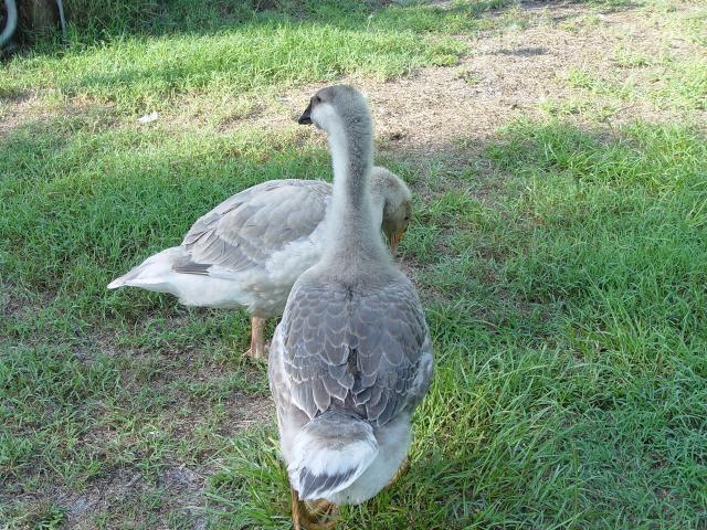 Super African Gander