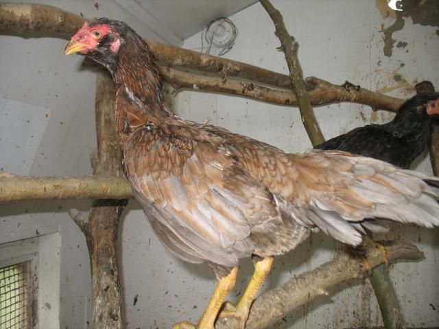Thai Fowl