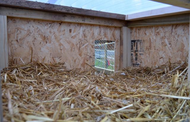 Call+Duck+Breeding ... forum/uploads/46537_new_call_duck_pens_and_call_ducks_11-13-11_022.jpg