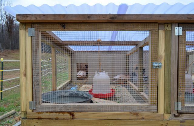 Call+Duck+Breeding ... forum/uploads/46537_new_call_duck_pens_and_call_ducks_11-13-11_037.jpg