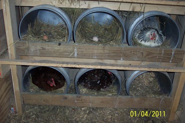Chicken coop to build: Knowing Chicken coop nesting boxes made from 