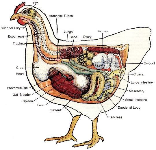 4810_chicken_anatomy.jpg