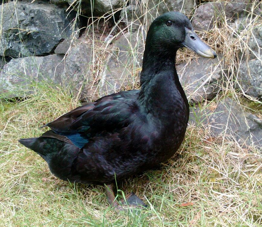 Proud Owners of cayuga ducks post your pictures here Proud Owners of cayuga ducks post your pictures here