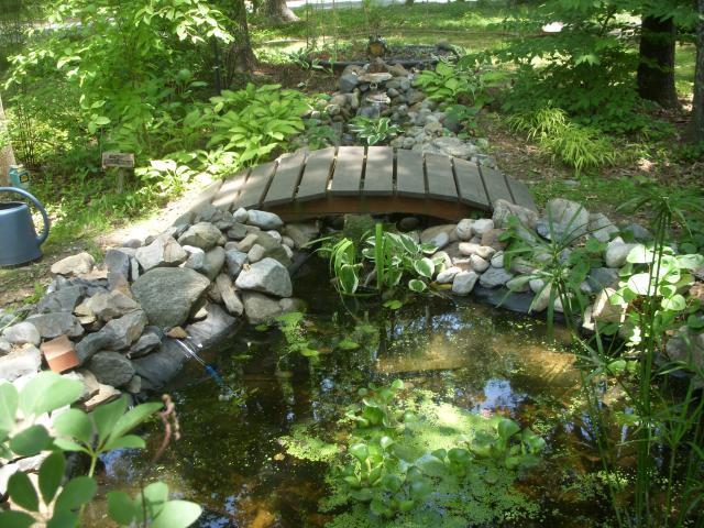 Aquaponic Fish Pond