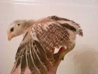 51084_3wkwing.jpg