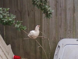 51084_6wkchkn_in_trees.jpg