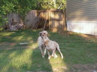 51084_aadogplay.jpg